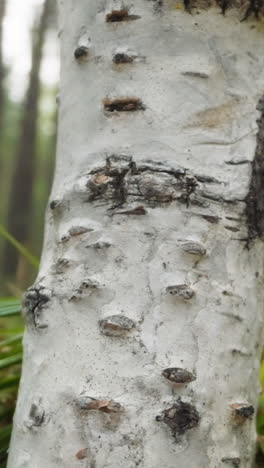 birch trunk with dark horizontal lines on white bark surrounded by long blades of grass. tree in forest with green leaves under clear sky on blurred background