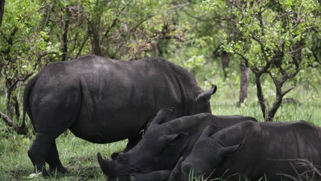 Nashörner-Ruhen-Sich-Im-Schatten-Der-Bäume-Im-Afrikanischen-Busch-Aus,-Um-Der-Hitze-Zu-Entkommen