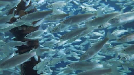 Ein-Großer-Schwarm-Kleiner-Fische-Schwimmt-Herum