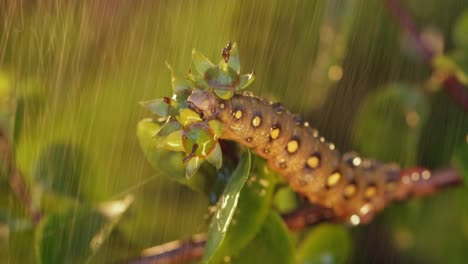 caterpillar bedstraw hawk moth crawls on a branch during the rain. caterpillar (hyles gallii) the bedstraw hawk-moth or galium sphinx, is a moth of the family sphingidae.