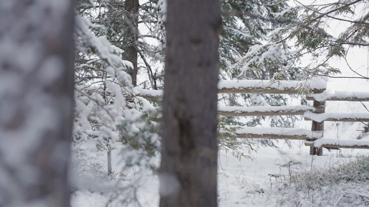 A rustic wooden fence runs through a quiet, snow-covered forest in the Italian Alps.