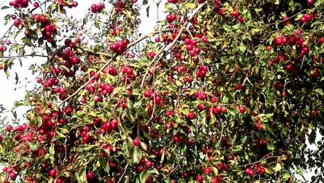 a heavy crop of rosy red crab apples waiting to be harvested swaying in the wind