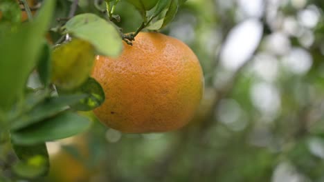 farmer's hand, with difficulty cuts an orange