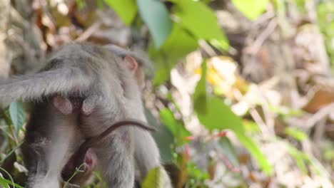 Rhesus-macaque-mother-and-child-moving-away-from-the-camera-with-baby-holding-on-to-the-stomach-in-the-shade-in-the-forests-of-the-Munnar-kerala-india-hills