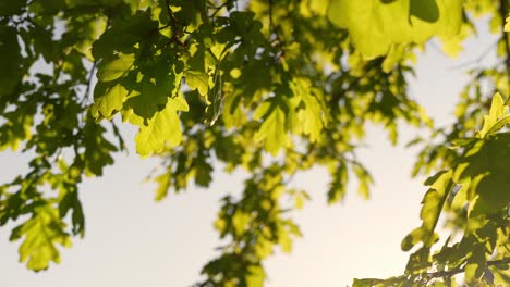 Die-Gelappten-Eichenblätter-Wiegen-Sich-Sanft-Im-Wind-Im-Wunderschönen-Abendlicht