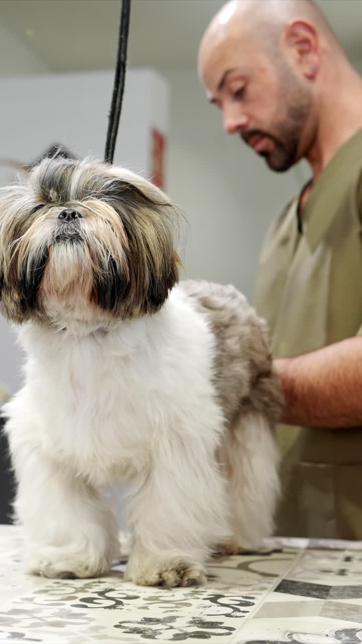 Süßer Shih Tzu Hund auf Pflegetisch im Hundesalon