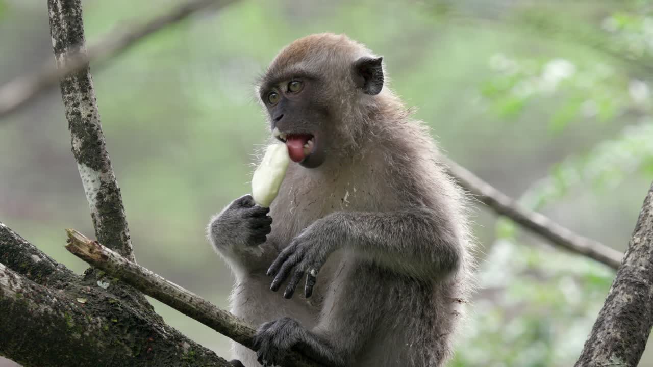 Monkey eating an ice-cream like a human. This long-tailed macaque has stolen an ice-cream from tourists