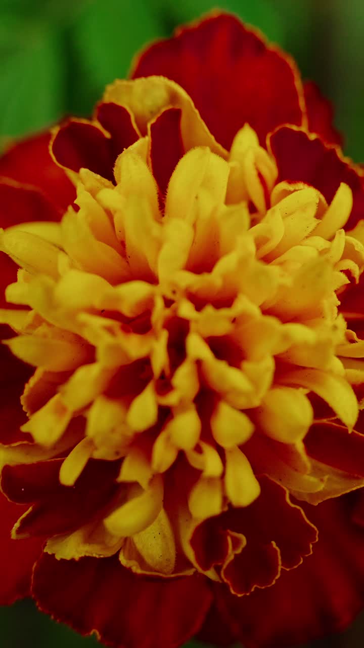 A close-up view of a vibrant marigold flower showcases its detailed and colorful petals
