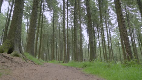 Moving-along-pine-forest-pathway-low-angle-view,-slow-motion,-England,-Lancashire,-UK,-Sony-FX30