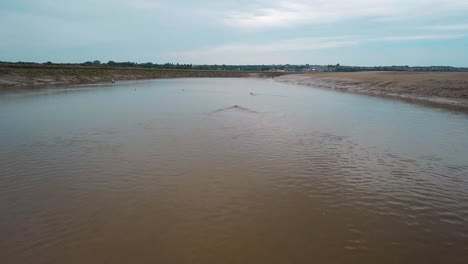 Flyover-of-a-seal-colony-swimming-in-the-water