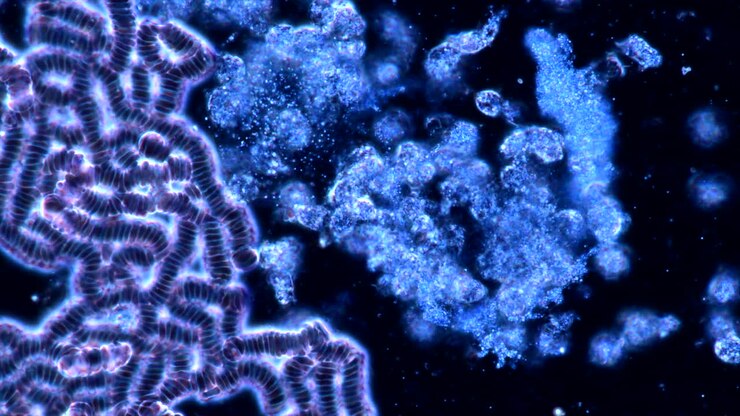 Microscopic View of Blood Cells and Cellular Aggregates