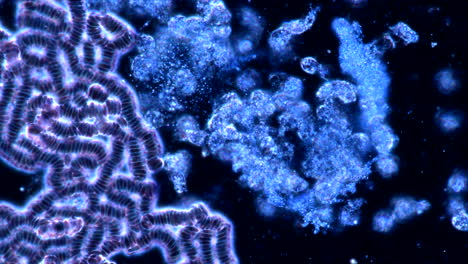 microscopic view of blood cells and cellular aggregates