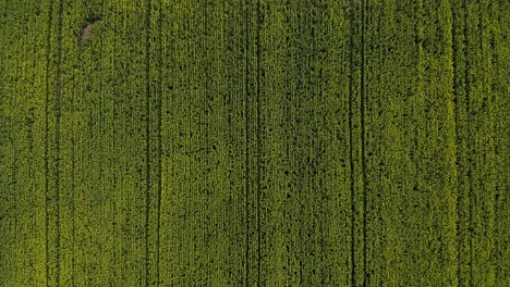 bird's eye view of rapeseed field during spring - aerial drone shot