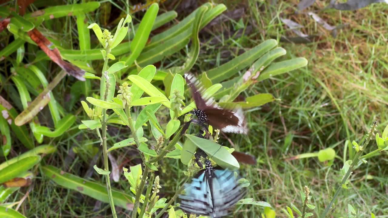 산다르반스 국립공원 (bangladesh)