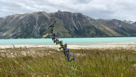 Purple-flower-on-shore-of-turquoise-glacier-lake-with-mountain-in-back