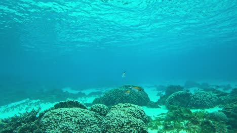 Mehrere-Fische-Schwimmen-Durch-Das-Meer-Auf-Der-Suche-Nach-Nahrung-Unter-Wasser,-Zeitlupe