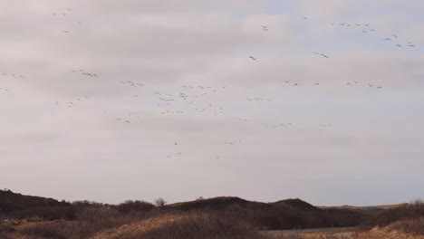 swarms of migratory bird hovering around in the sky of national park