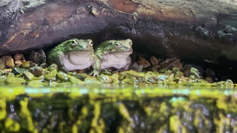 A-pair-of-two-frogs-sitting-under-a-log-on-some-rocks-near-the-water