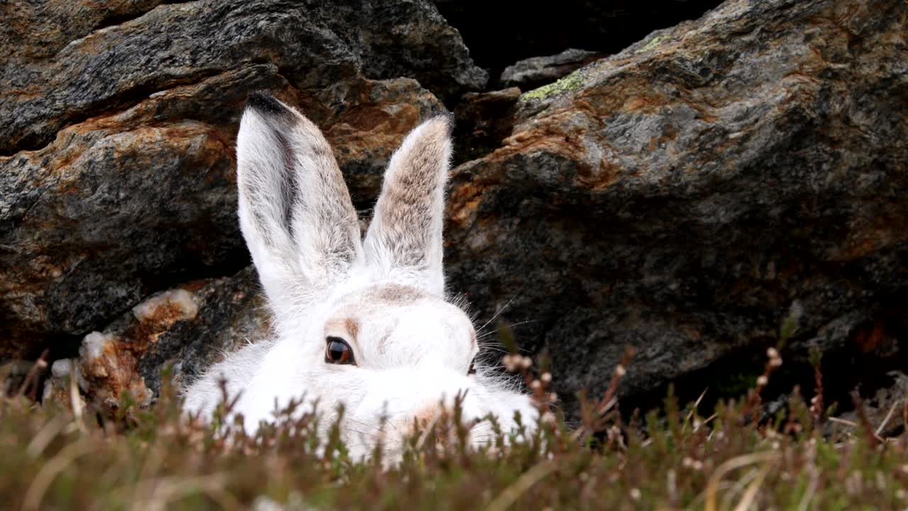 liebre de montaña resguardada por roca en cairngorms, tierras altas escocesas con nieve cayendo