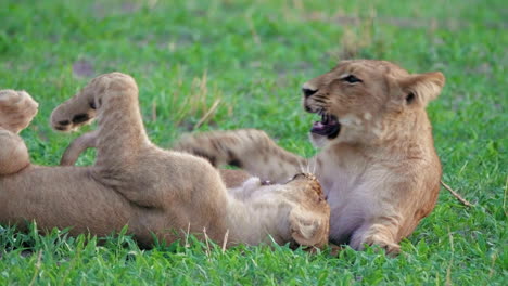 lion cubs playfighting on the grassland in savuti, botswana - closeup shot