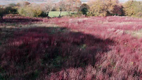 AERIAL:-Low-dolly-across-field-filled-with-red-and-green-shrubs,-Gower,-4k-Drone