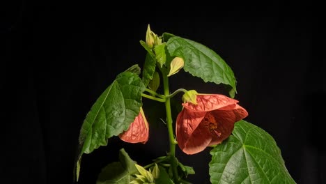 Flowering-maple-abutilon-blossoms-opening-and-plant-movement-timelapse