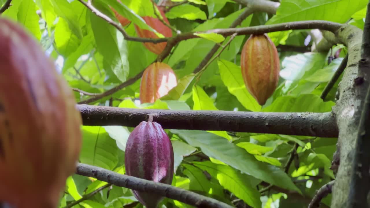 Cinematic close-up panning shot of hanging fruit from a cacao tree on a chocolate farm in Kaua&amp;#039;i, Hawai&amp;#039;i