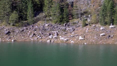 Cows-are-moving-away-from-Lake-Campliccioli-in-the-Antrona-Valley-Natural-Park-in-the-Verbano-Cusio-Ossola-province-in-Piedmont,-Italy