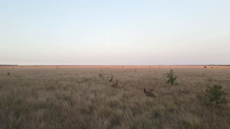 a group of emus wander through a dry australian outback landscape in the summer afternoon sun