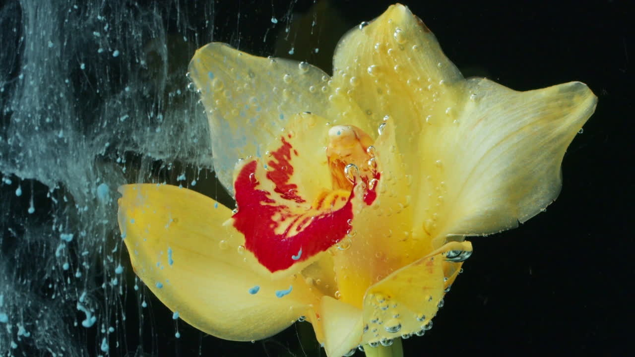 Orchidea gialla nell'acqua con bolle