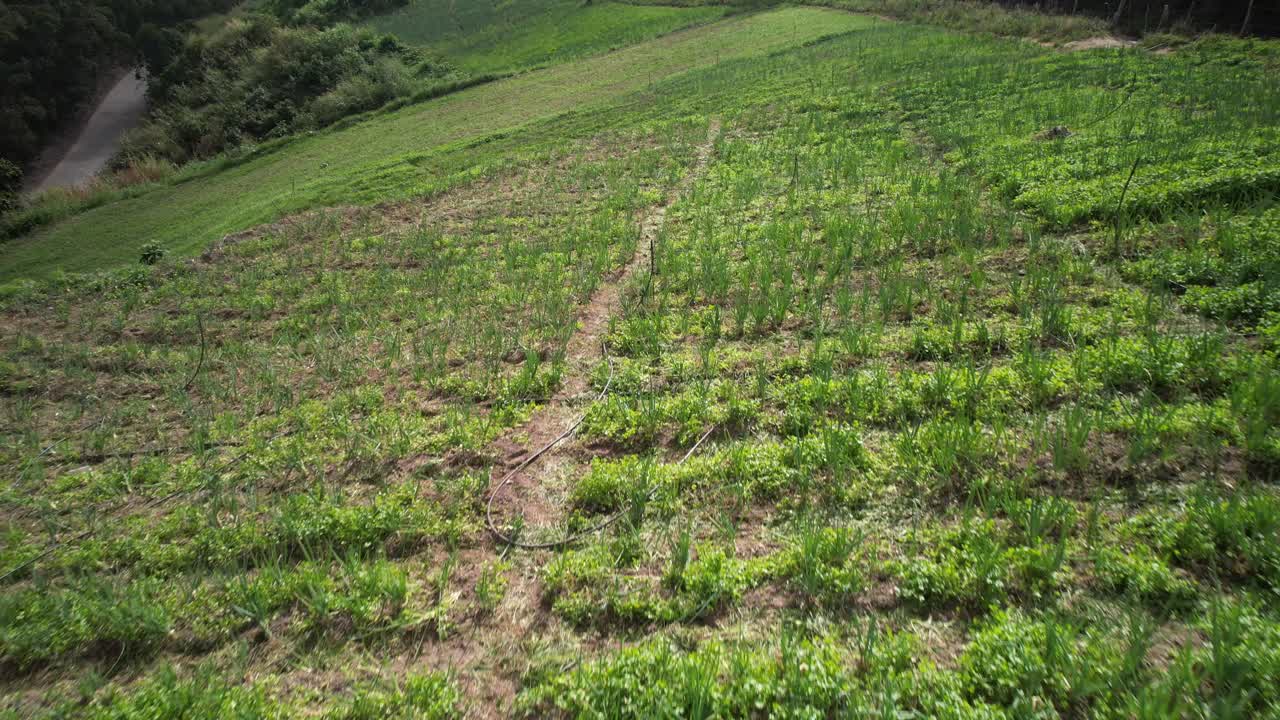 Lush green farm fields with rows of crops on a Venezuelan mountain top