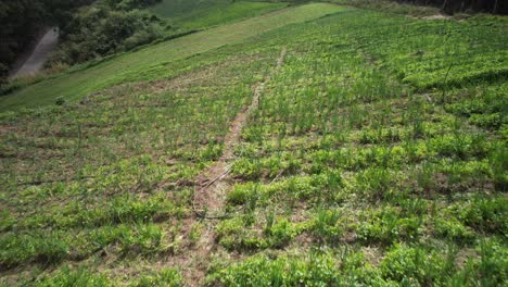 lush green farm fields with rows of crops on a venezuelan mountain top