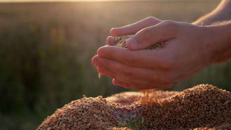 las manos del agricultor con el grano al sol. concepto de agricultura orgánica