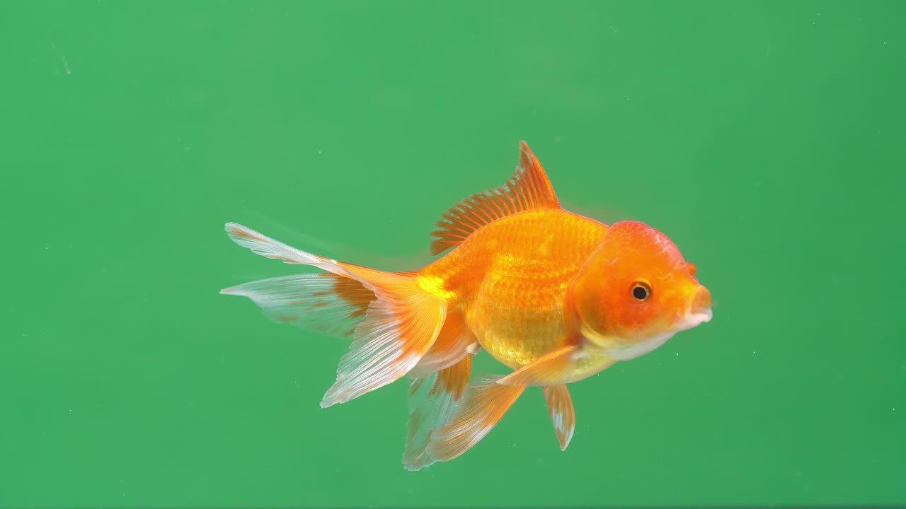 Gold Fish On Green Screen Background