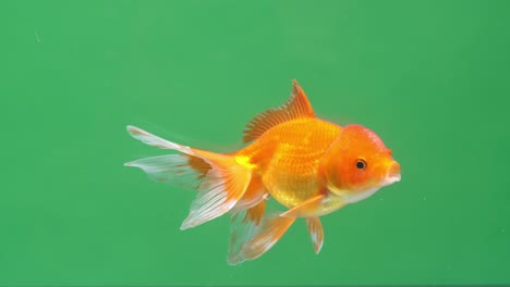 gold fish on green screen background