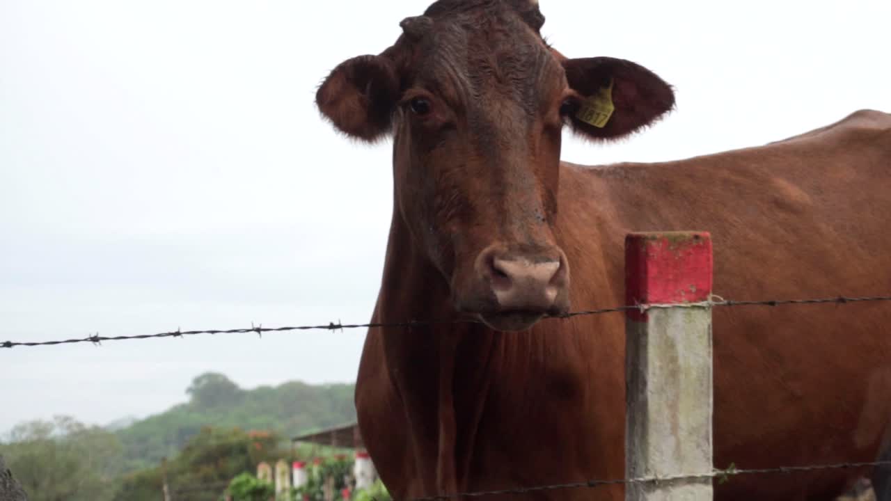 Cow staring at us in the ranch