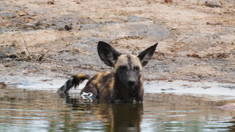 Perro-Salvaje-Africano-En-Peligro-De-Extinción-Refrescarse-En-Un-Pozo-De-Agua-Poco-Profundo-En-África