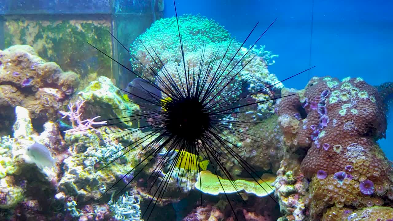 erizo de mar de columna larga en vidrio en un acuario