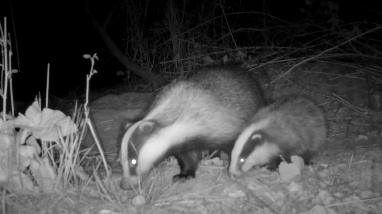 Badger in the Woods with Four Cubs Snuffling for Food