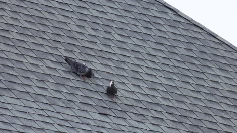 pigeons interacting and moving on a shingled roof.