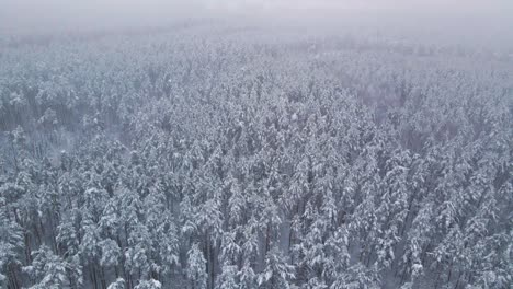 Aerial-view-of-a-frozen-pine-tree-forest-with-snow-covered-trees-in-winter