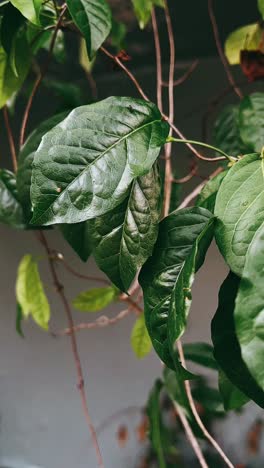 close-up view of vibrant green leaves on a plant