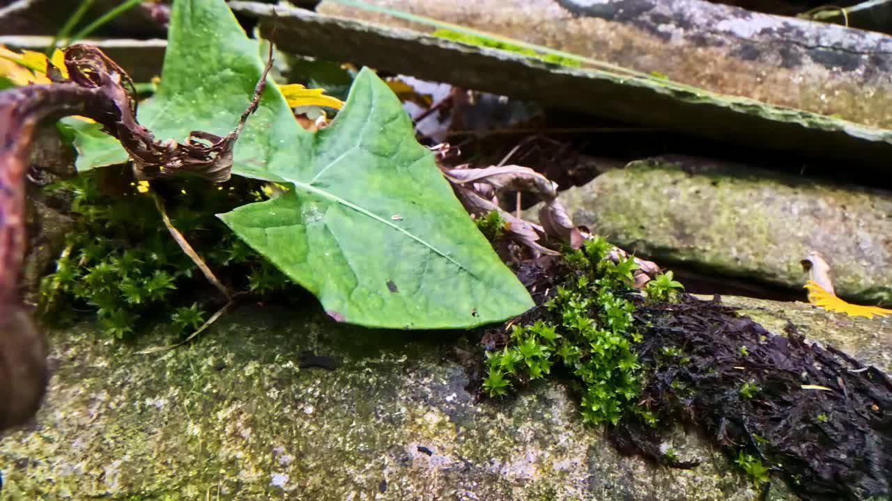Close-up of vibrant forest floor with moss and leaves in calm daylight