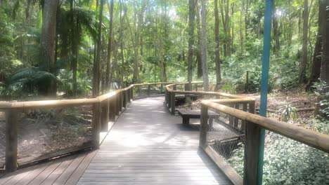 a peaceful walk along a winding wooden boardwalk.