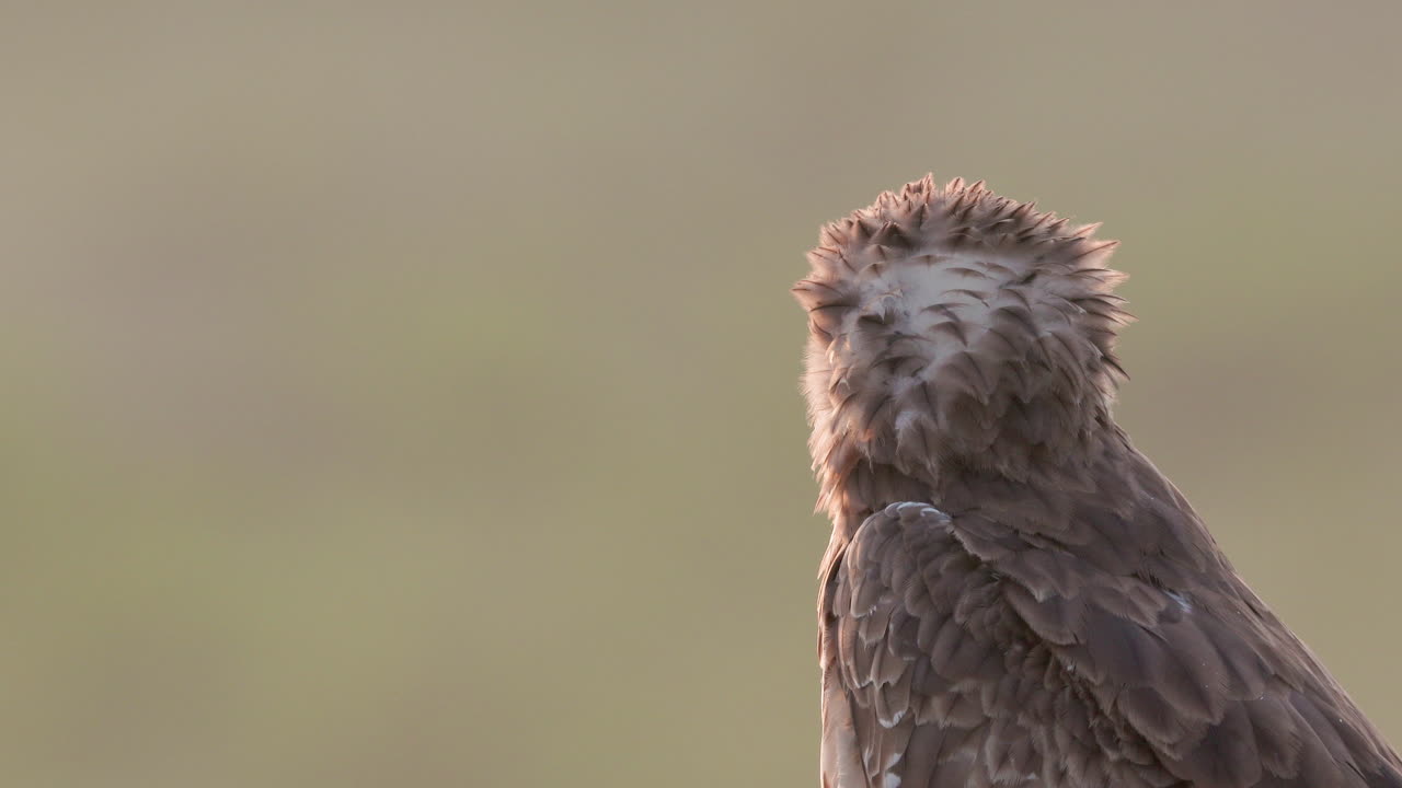 vista de cerca del águila serpiente de punta corta en la naturaleza
