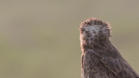 Vista-De-Cerca-Del-águila-Serpiente-De-Punta-Corta-En-La-Naturaleza