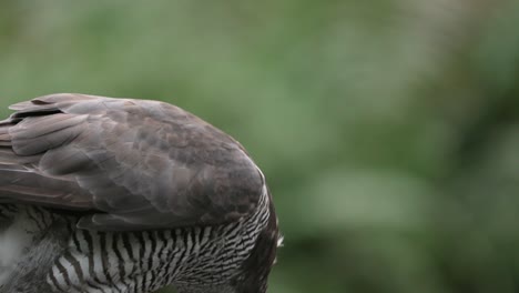 Makro-Des-Wilden-Falken,-Der-Nach-Der-Jagd-In-Der-Natur-Beute-Aufhebt---Herumfliegende-Federn---Zeitlupe