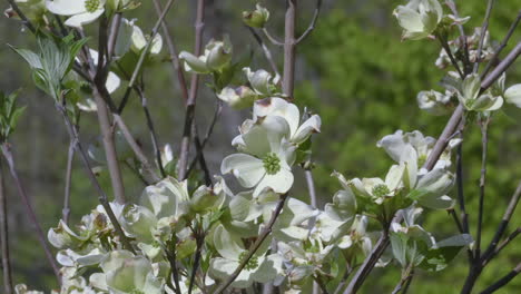 flowering dogwood tree branches beginning to blossom, in early spring