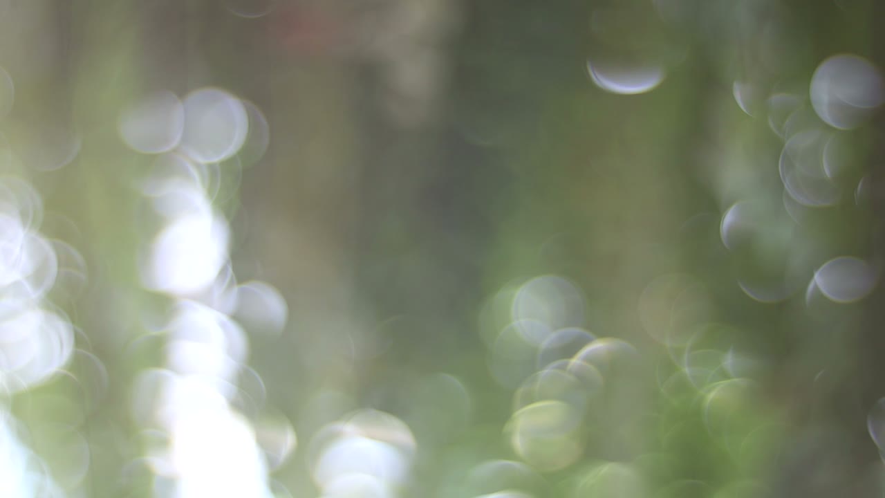 아름다운 초록색 자연 보케 배경, 나무 잎자루를 통과하는 태양과 함께. 아름다운 초록 색, 활기찬 자연 비디오 보케, 추상적인 배경, 아름다운 초록빛 자연 보케, 태양이 나무를 통과하는 나무 잎자가루, 아름다운 회색.