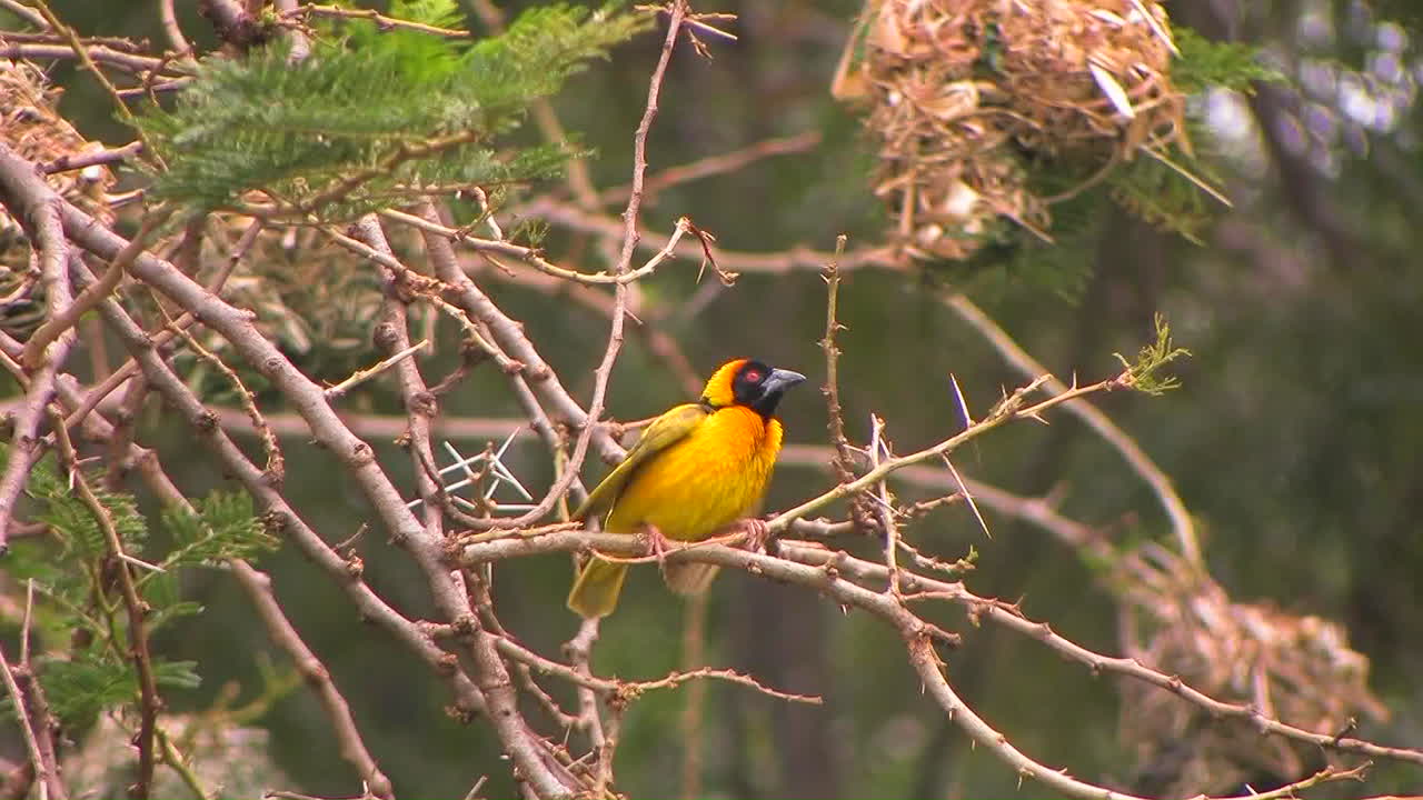un pájaro amarillo y negro se posa en una rama batiendo sus alas y luego se va volando